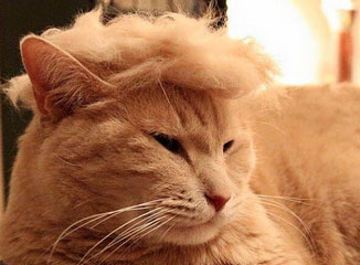 Donald Trump's signature hairstyle placed on cat.