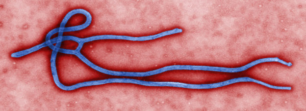 Background Information on the Ebola Virus - Post banner