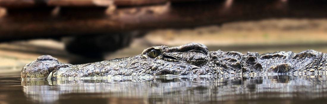 Sample Comparative Essay: Alligators and Crocodiles - Post banner