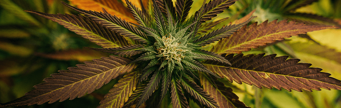 Legalizing Marijuana: Individual and Societal Benefits - Post banner
