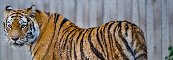 Animal Species Threatened by Disease - Post banner