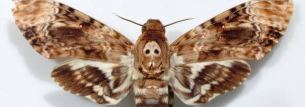 Analysis Of Death And Loss In Death Of The Moth Ultius