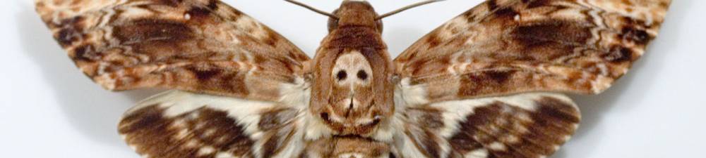 Analysis of Death and Loss in Death of the Moth