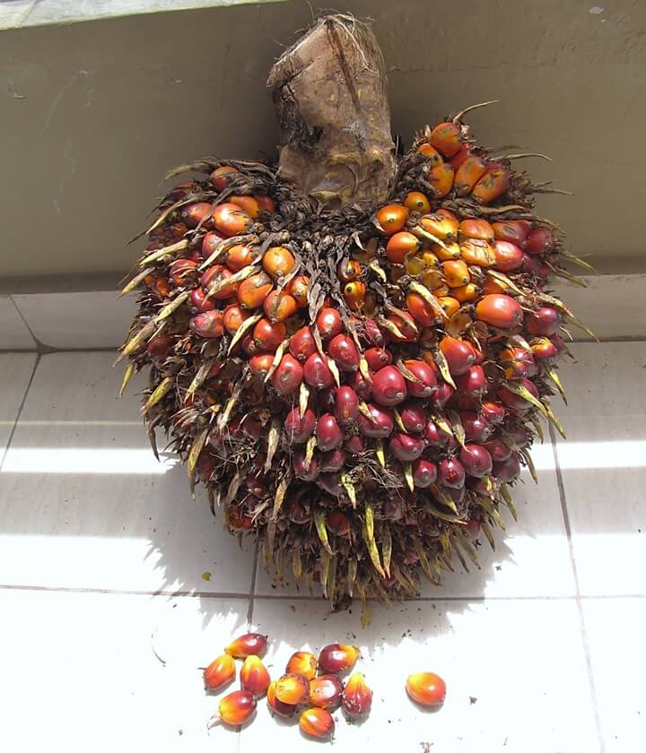 The fruit of the oil palm tree is captured in this 2016 photograph by T.K. Naliaka via the Wikimedia Commons.