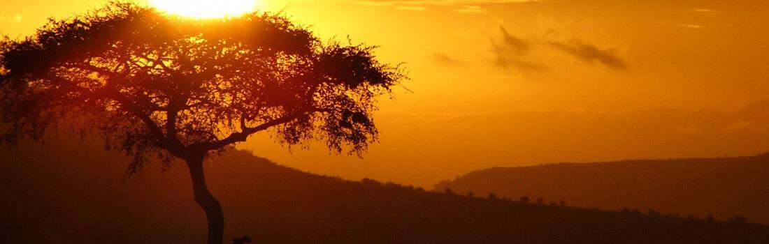 Essay on the human family tree 08 image