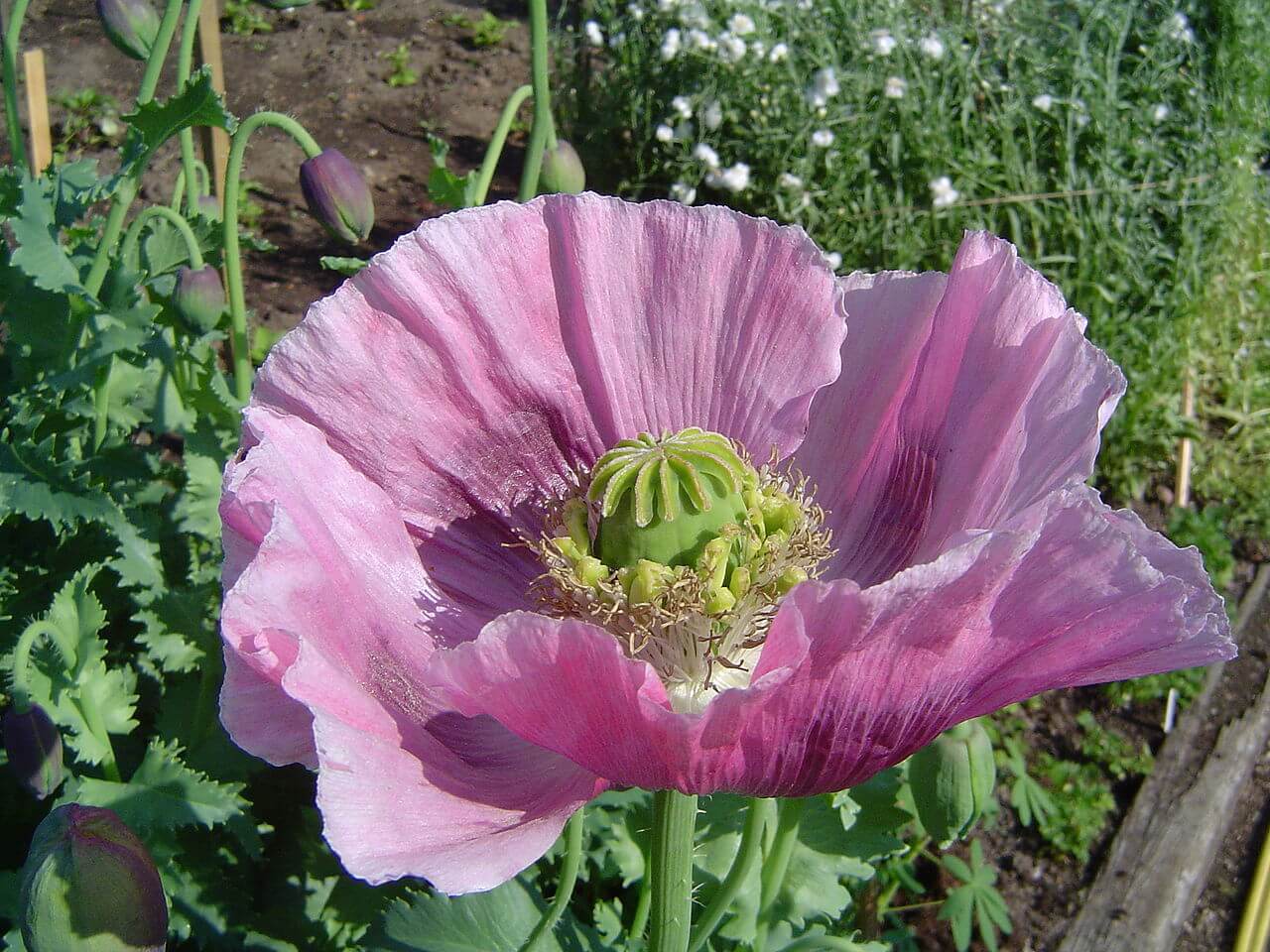 Opium poppy