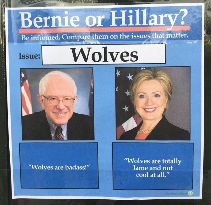 Bernie Sanders and Hillary Clinton compared on mock political issue about wolves.