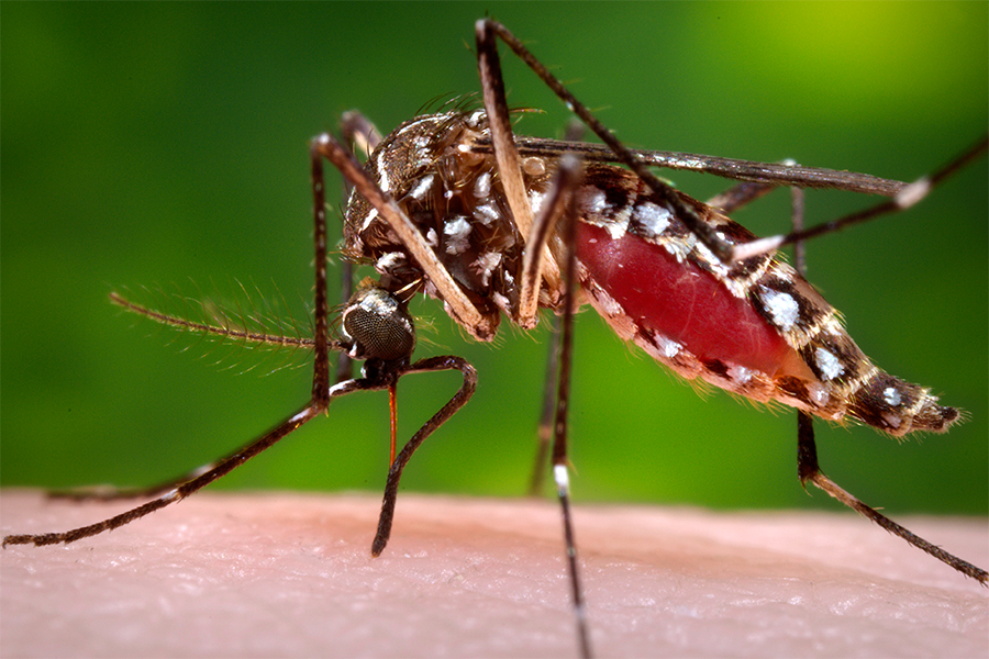 Aedes aegypti mosquito sucking blood - National Geographic