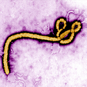 Blog post - Background Information on the Ebola Virus