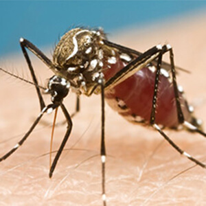 Blog post - Descriptive Essay on the Zika Virus