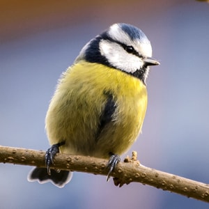 Sample Paper | Female Mimicry in Passerine Birds: Long Term Adaptations