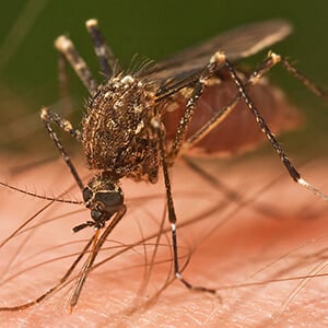 Blog post | Sample Descriptive Essay on the Zika Virus