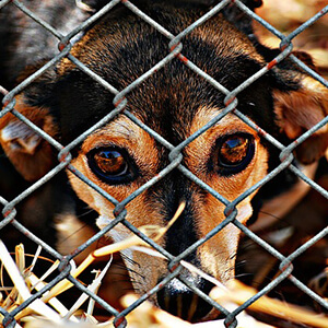 Blog post | Comparing animal rights vs. medical testing
